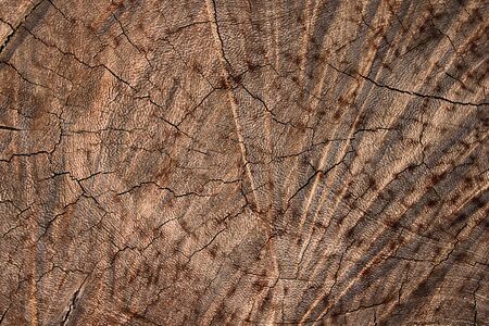 The stump that was cut by saw in the park as a background