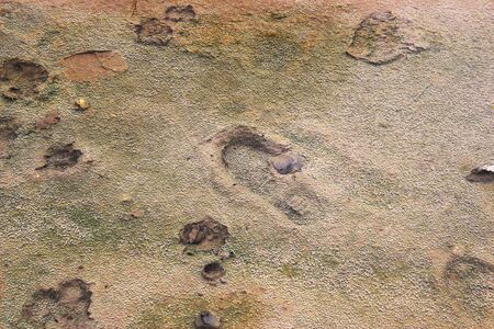 The footprints on the mud that are flooded as a backgroundの写真素材