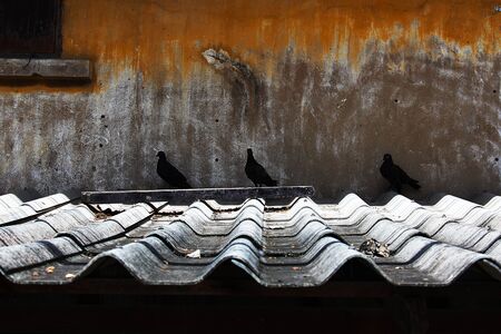 The old tile roof of the old building with three pigeons as a backgroundの写真素材