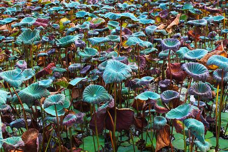 The green and withered lotus leaves in the pondの写真素材