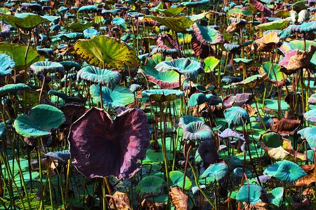 The green and withered lotus leaves in the pondの写真素材