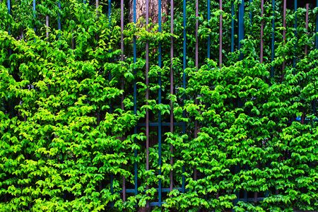 Green leaves covering the iron fence as a background