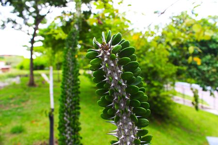Beautiful trunk, leaves and spiky thorns of the cactus in the parkの写真素材