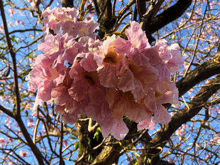 Pink Tecoma Tree in bloom in a park at Bangkok, Thailand