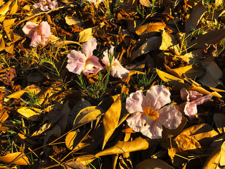 Pink Tecoma flower fall to the ground in a park in Bangkok, Thailand