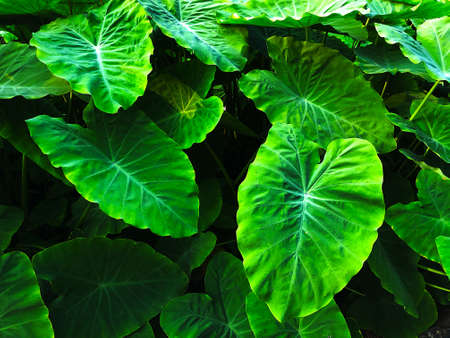 Green leaves in the park at Bangkok,Thailand