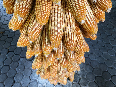 Several ears of dried corn for animal feed are hung in the barn