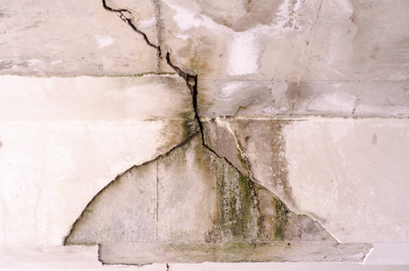 on fungus mold weathered wallの写真素材