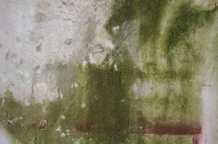 Green mildrew fungus moldの写真素材