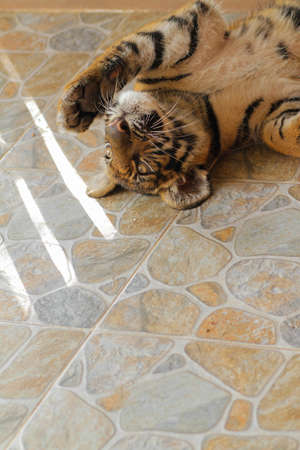 Baby tiger faceの写真素材