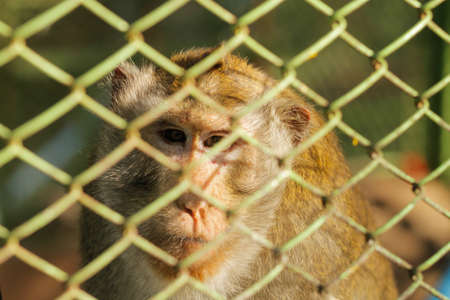 Monkey face with fence in sadness emotionの写真素材