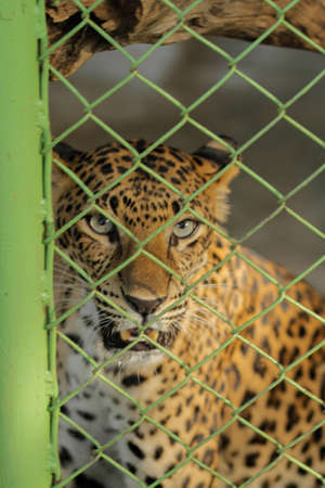 Young leopard face with fence in zooの写真素材