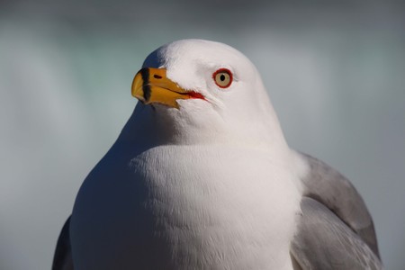 seagull portrait (on background of Niagara Falls)の写真素材
