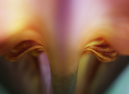 Closeup of iris flower, in purple, golden and redの写真素材