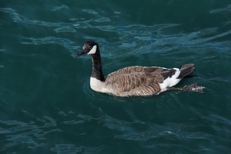 Canada goose swimming on beautiful green colored lakeの写真素材