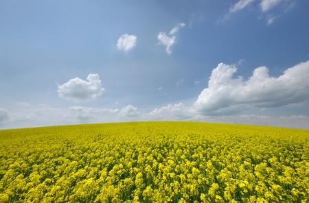 summer flower meadow and sky