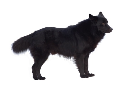 Black dog isolated on white backgroundの写真素材