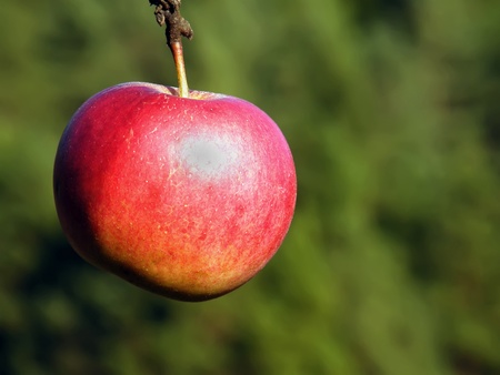 fresh apple closeup in treeの写真素材