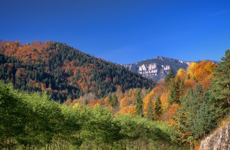 fresh landscape of mountain and forestの写真素材