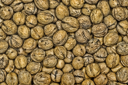grunge scattered walnut backgroundの写真素材