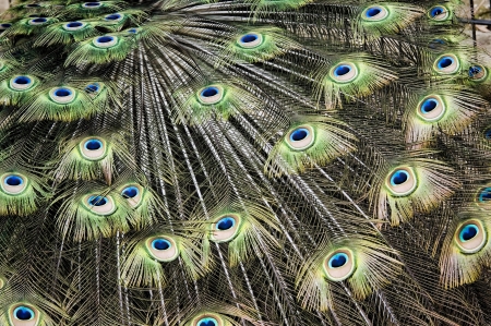 feathers of a peacock closeupの写真素材