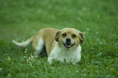 portrait of a cute dog in green grassの写真素材