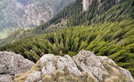 wide view looking down in mountain forestの写真素材