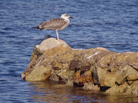 closeup of sea gull near water beachの写真素材