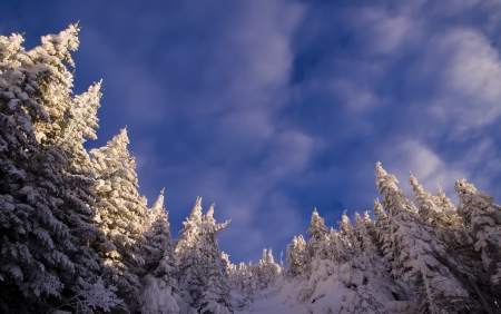 beautiful winter landscape with place for writting の写真素材