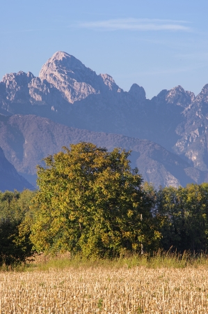 Autumn tree in the Alps mountainsの写真素材