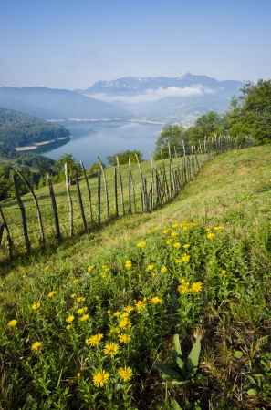 vertical landscape of flower meadow on mountainの写真素材
