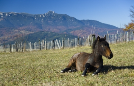 horseの写真素材