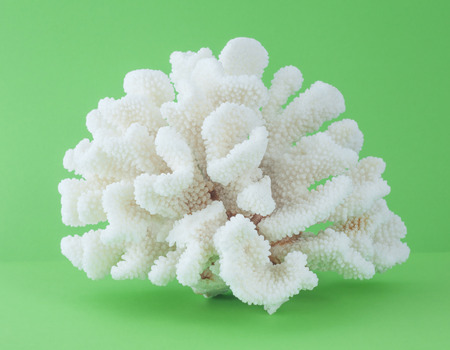 beautiful sea coral isolated on green background beautiful sea coral isolated on green background