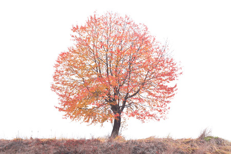 autumn red tree with white background and meadow