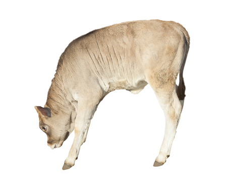 calf farm animal isolatedの写真素材