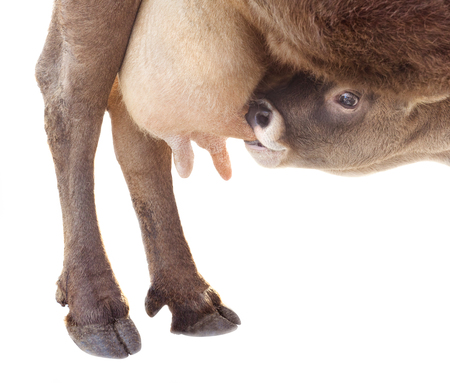 cow feeding calf with milkの写真素材