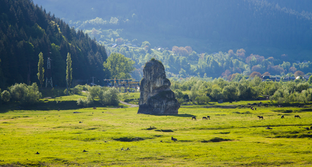 mystic stone and farm animals at sunset, Poiana Largului. Romaniaの写真素材