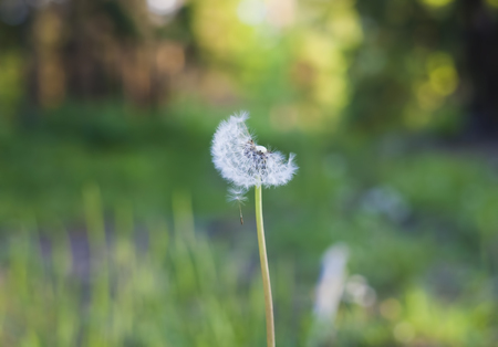 dandelion flower closeup with seed in natureの写真素材