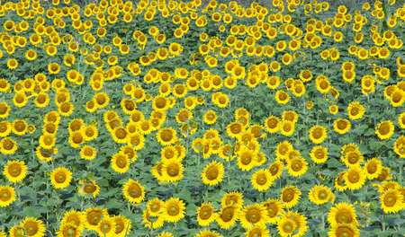 background of sunflower on a fieldの写真素材