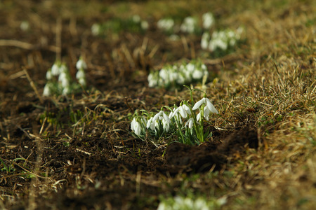 beautiful snowdrops in the garden, closeupの写真素材