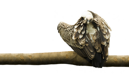 eagle bird isolated on whiteの写真素材