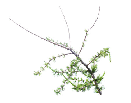 green bush or branch isolated on white backgroundの写真素材