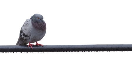 pigeon bird in the rain. isolated on whiteの写真素材