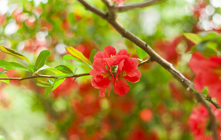 red flower of beautiful summer tree. closeupの写真素材