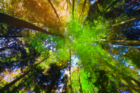 abstract wide view of forest. blurred imageの写真素材