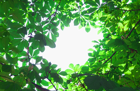 natural frame of tree with green leaf texture and empty space in the centerの写真素材