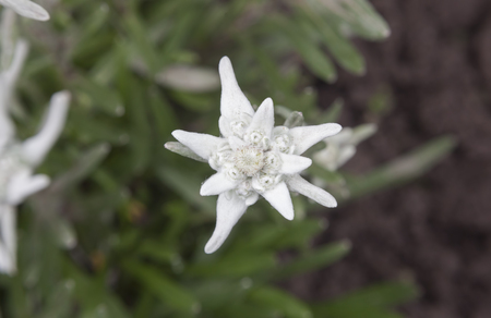 beautiful edelweiss flower in natureの写真素材