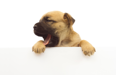 cute baby dog or puppy yawning with white board isolatedの写真素材