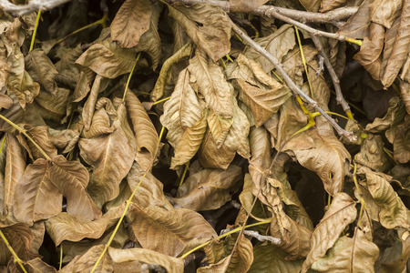 dry leaves texture in the gardenの写真素材