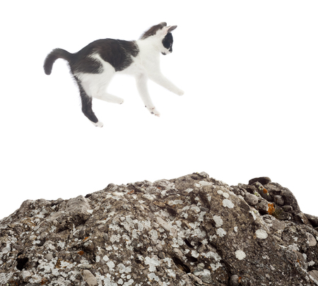 cat jumping on a rock isolatedの写真素材